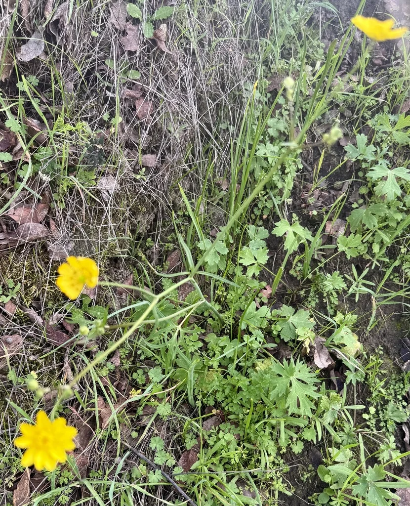 Ranunculus Californicus