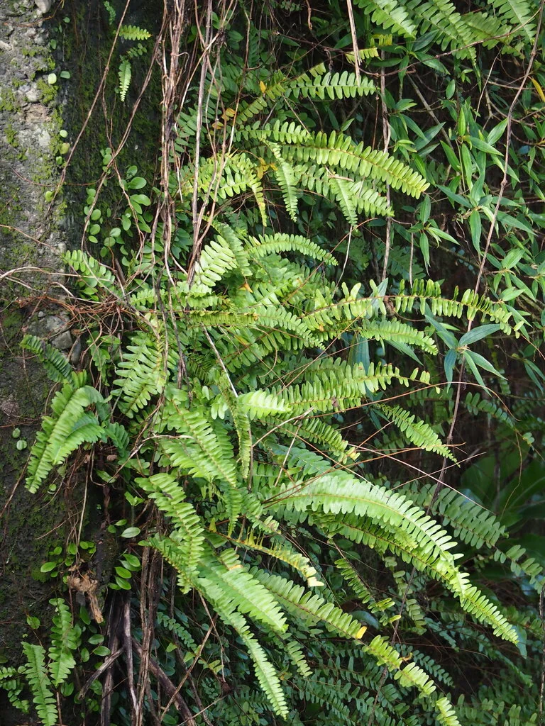 Nephrolepis cordifolia