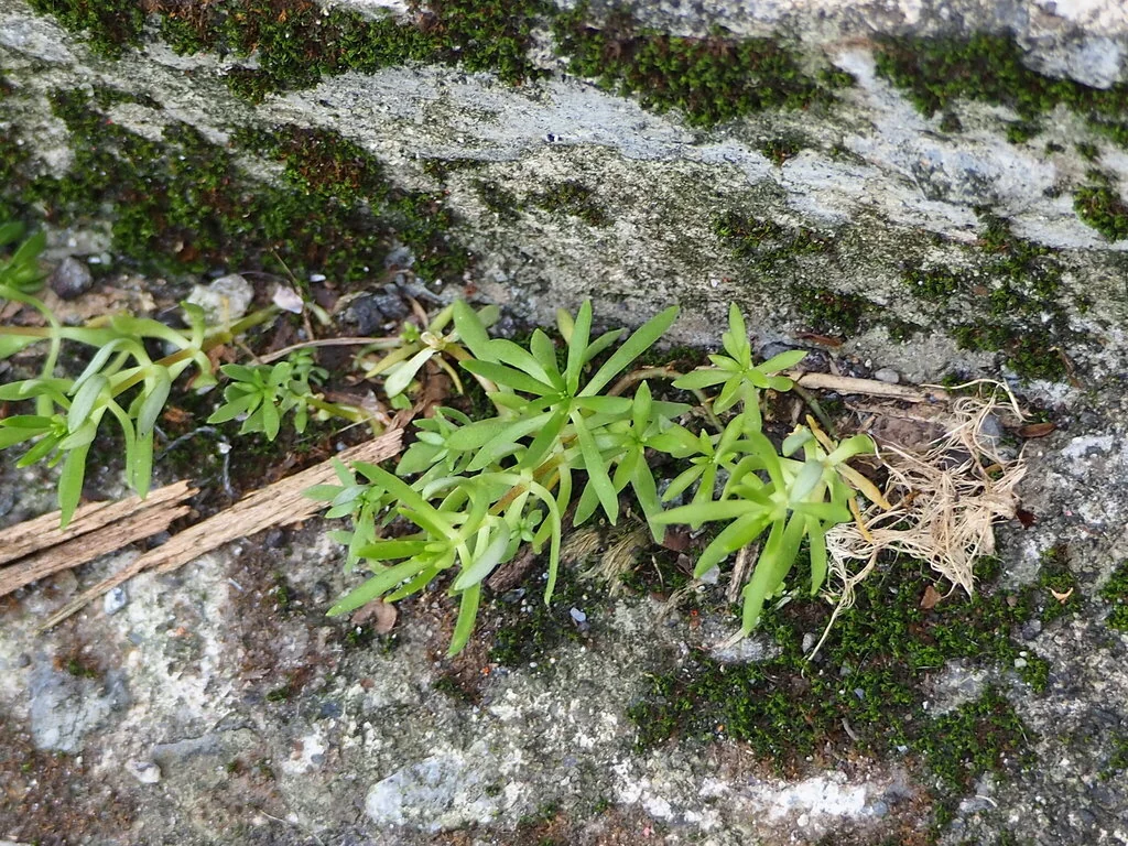Sedum mexicanum
