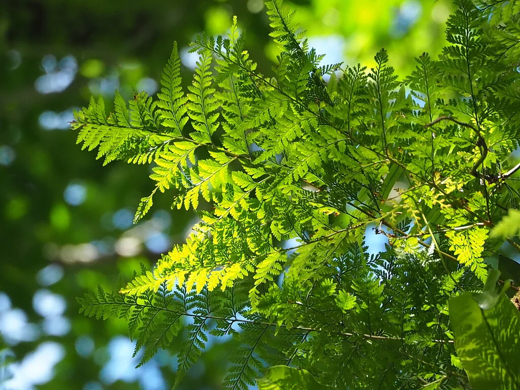 Davallia Trichomanoides