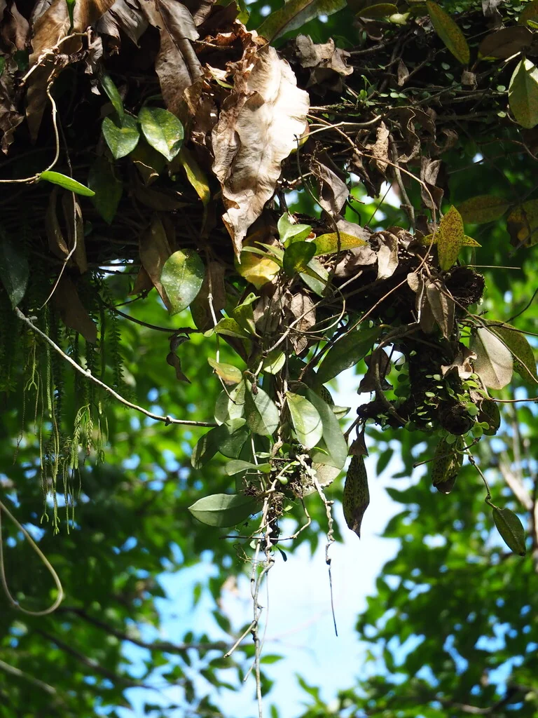 Hoya carnosa