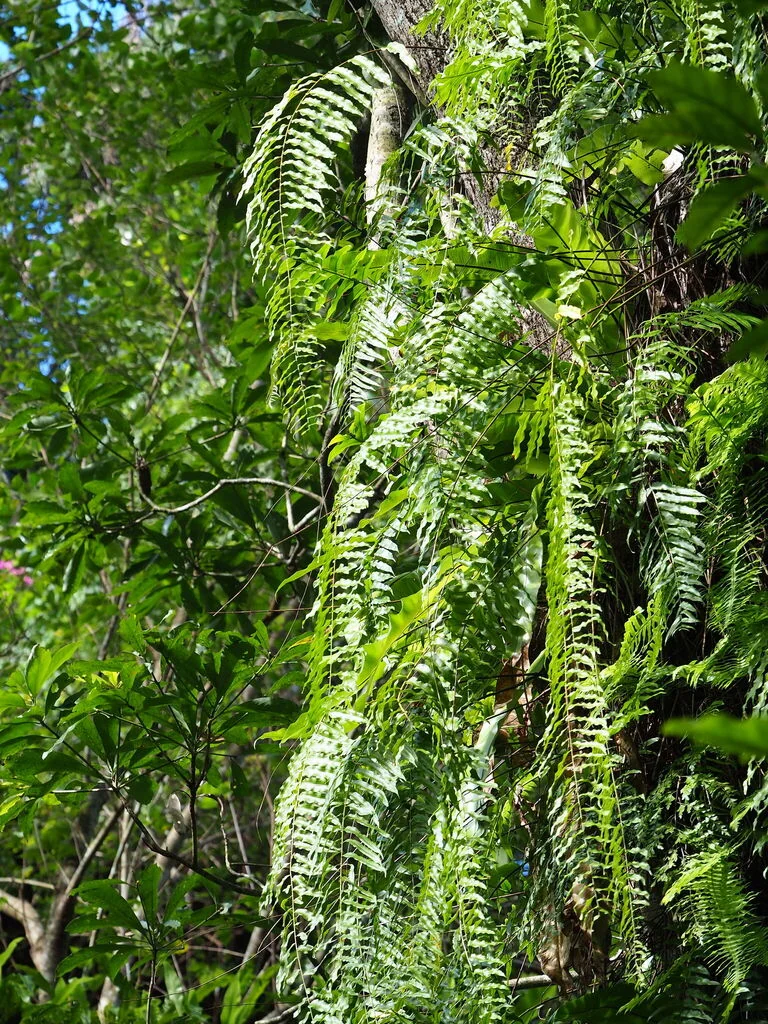 Nephrolepis biserrata