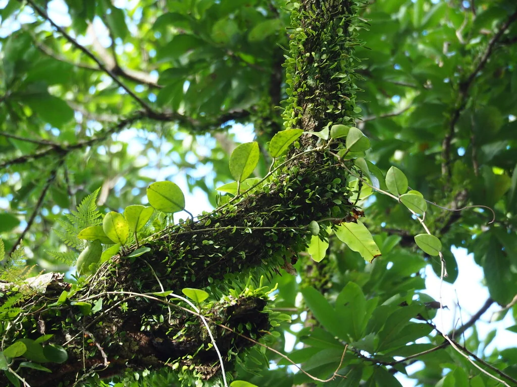 Hoya carnosa
