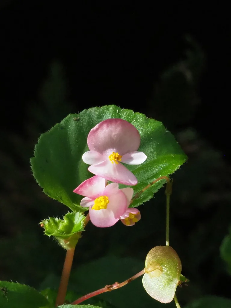 Begonia semperflorens