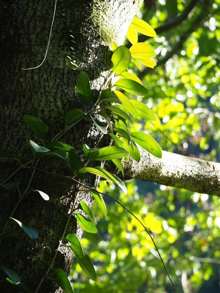 Hoya carnosa