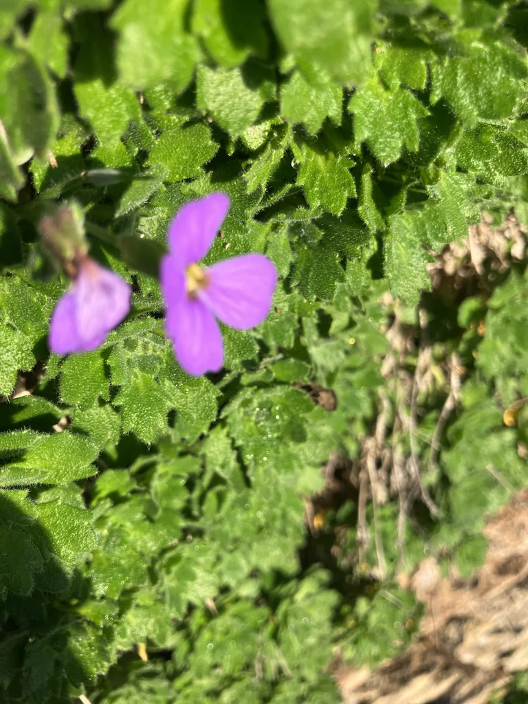 Aubrieta Deltoidea