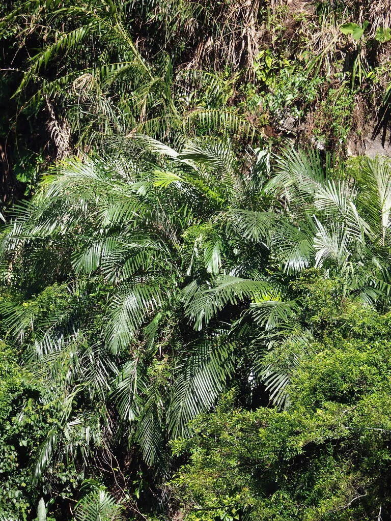 Arenga Engleri