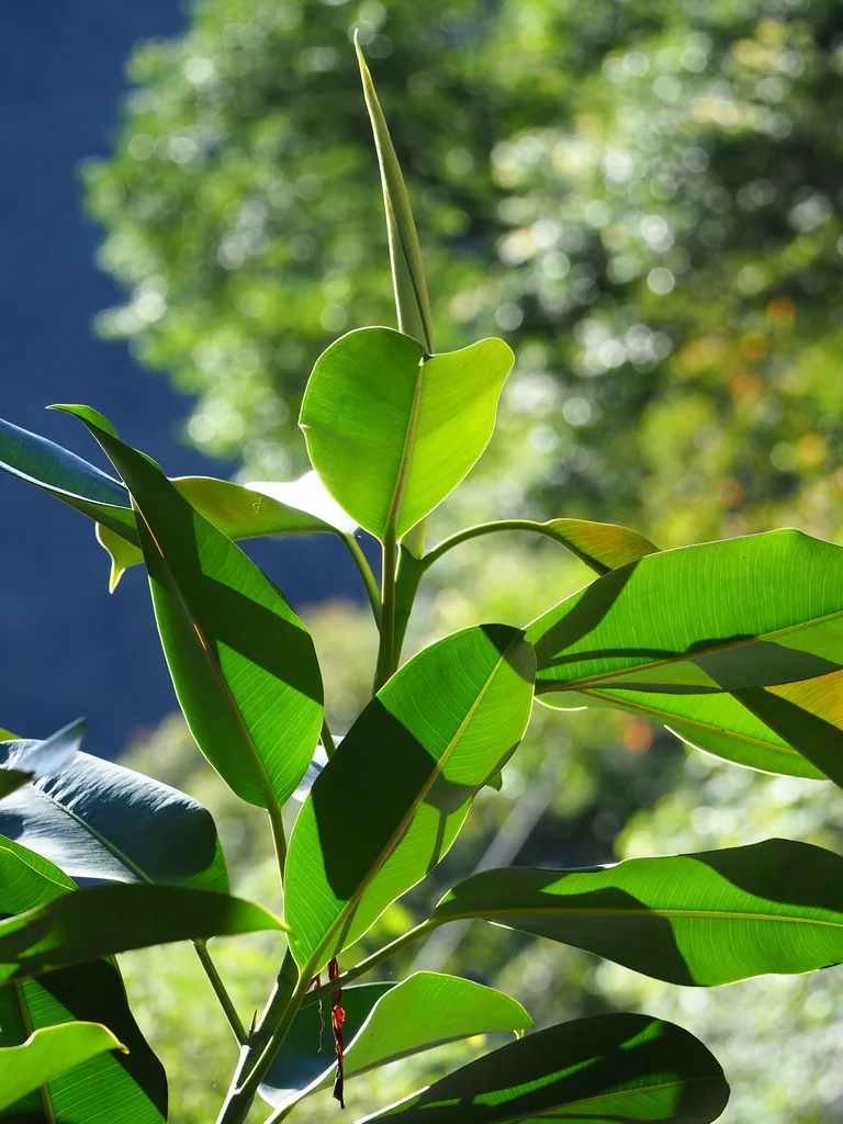 Ficus elastica
