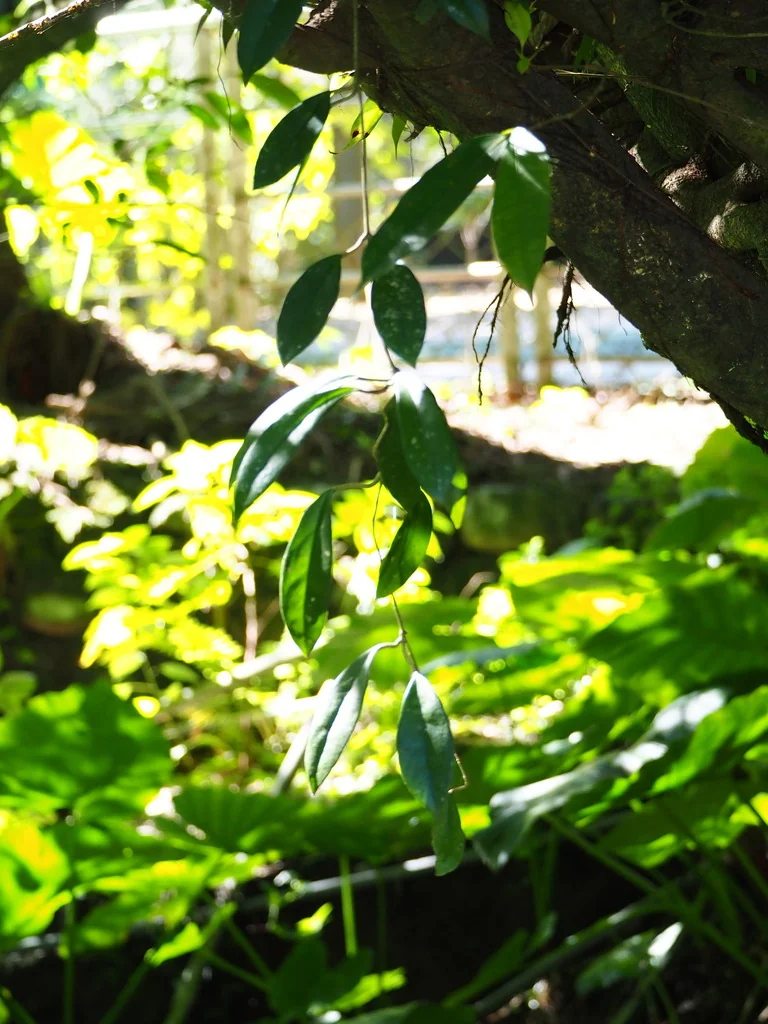 Hoya carnosa