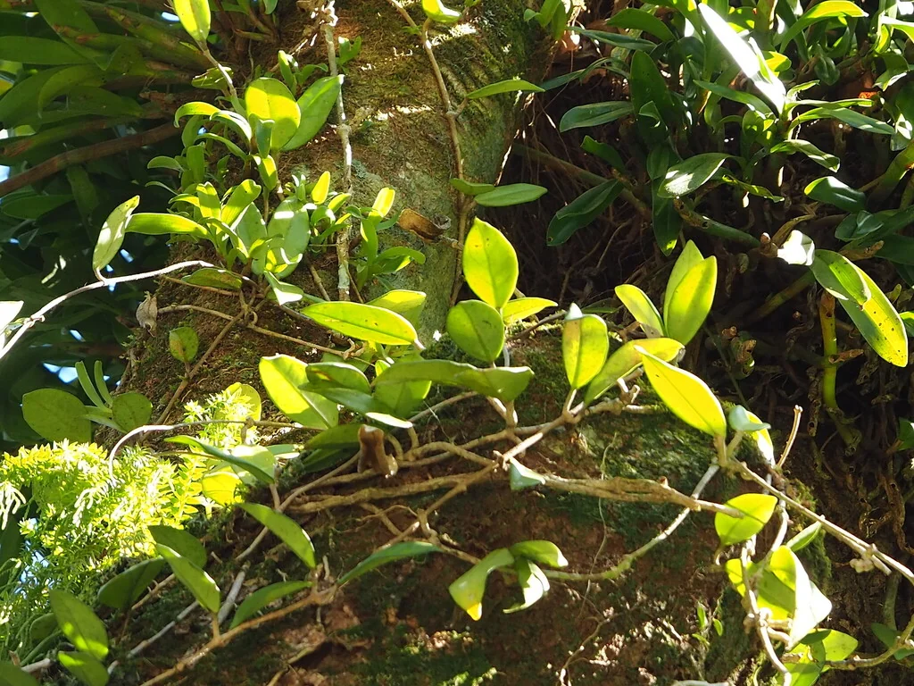 Hoya carnosa