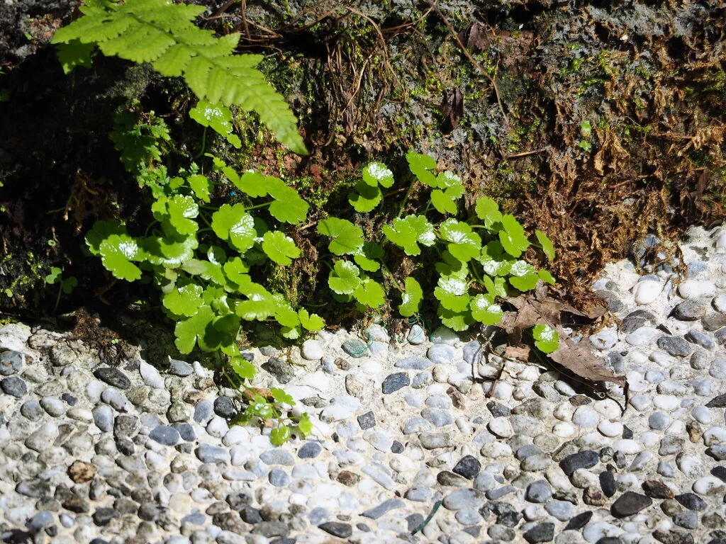 Hydrocotyle Sibthorpioides