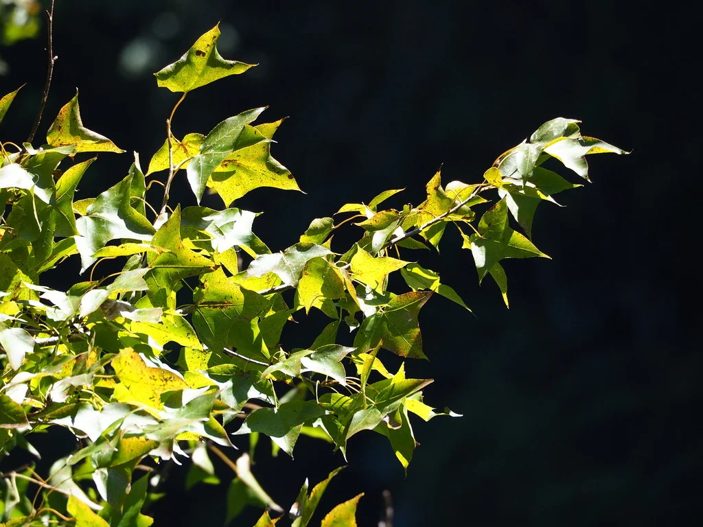 Liquidambar Formosana