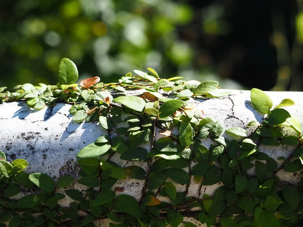 Ficus Pumila