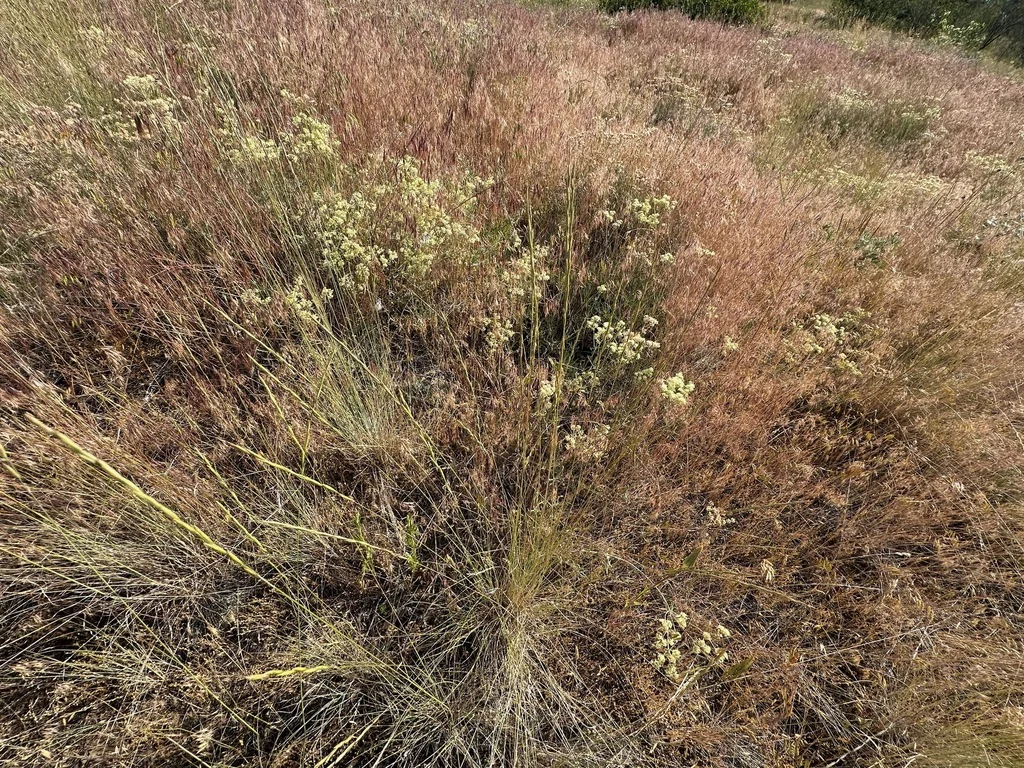 Pseudoroegneria Spicata