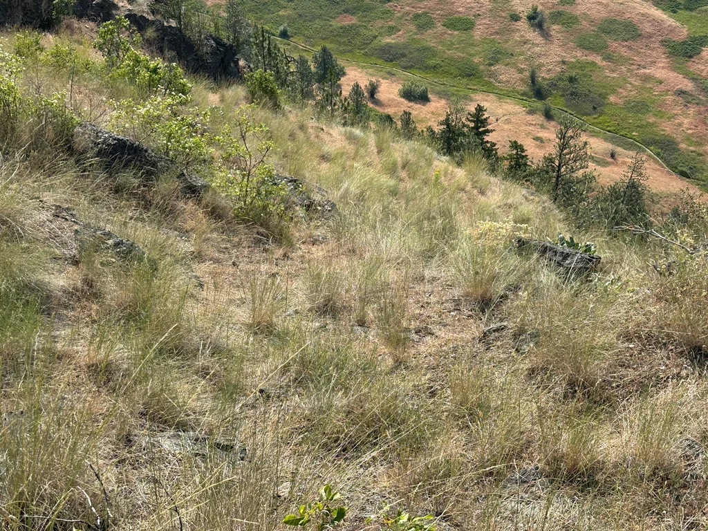 Pseudoroegneria Spicata