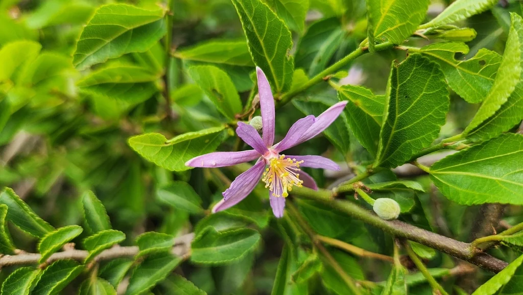 Grewia Occidentalis
