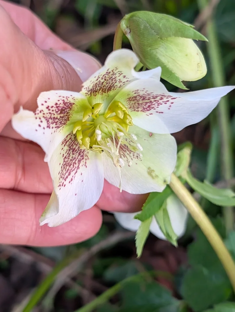 Helleborus Orientalis