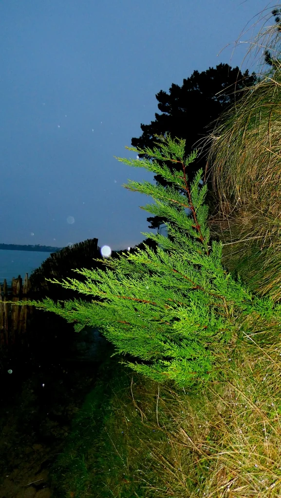 Cupressus Macrocarpa