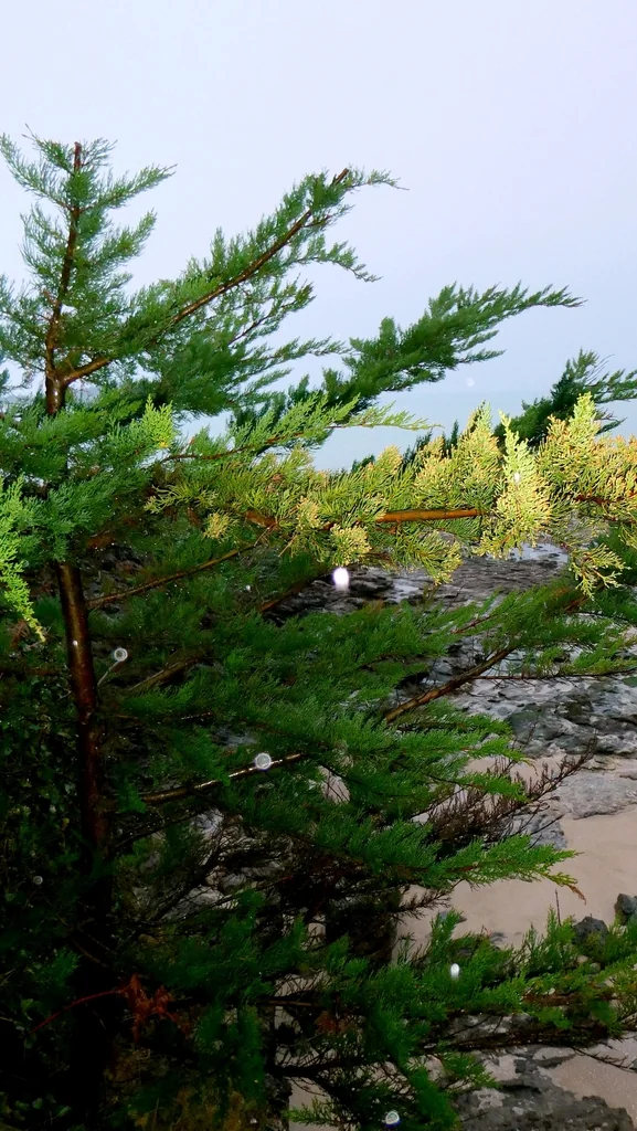 Cupressus Macrocarpa