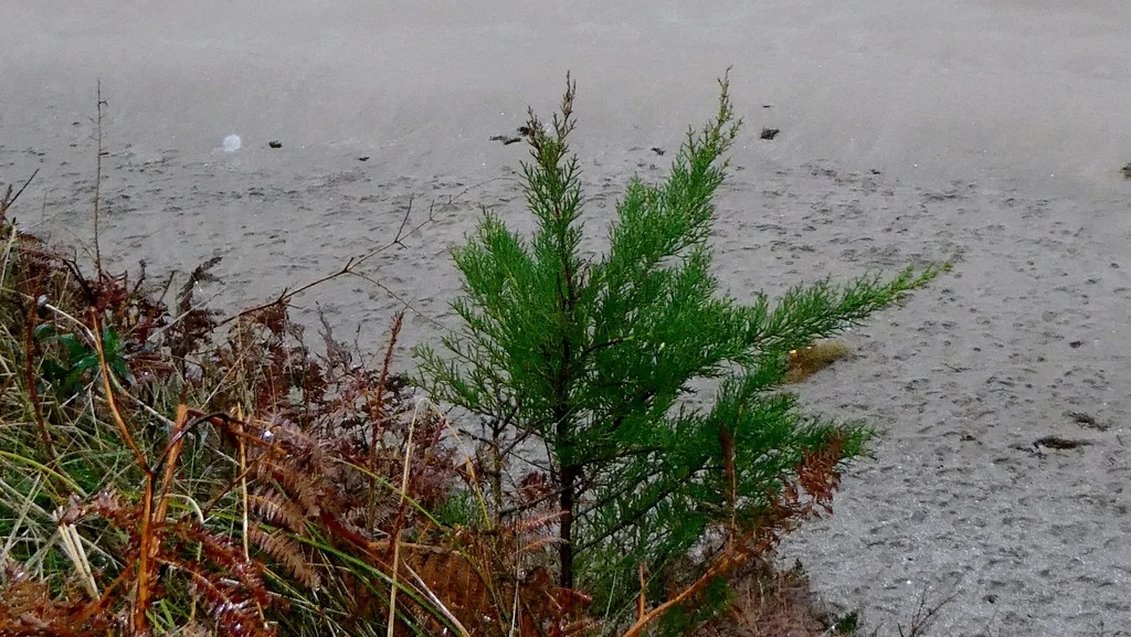 Cupressus Macrocarpa
