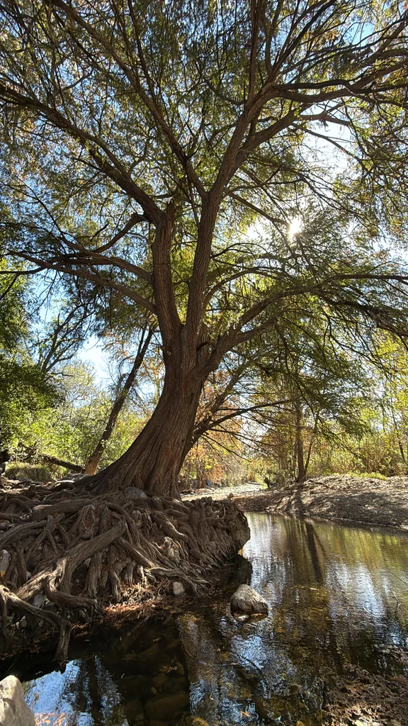 Taxodium Mucronatum