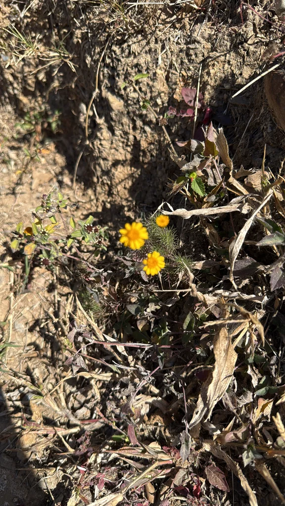 Thymophylla Pentachaeta