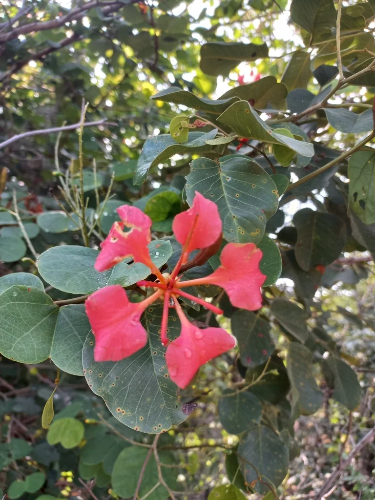 Bauhinia Galpinii