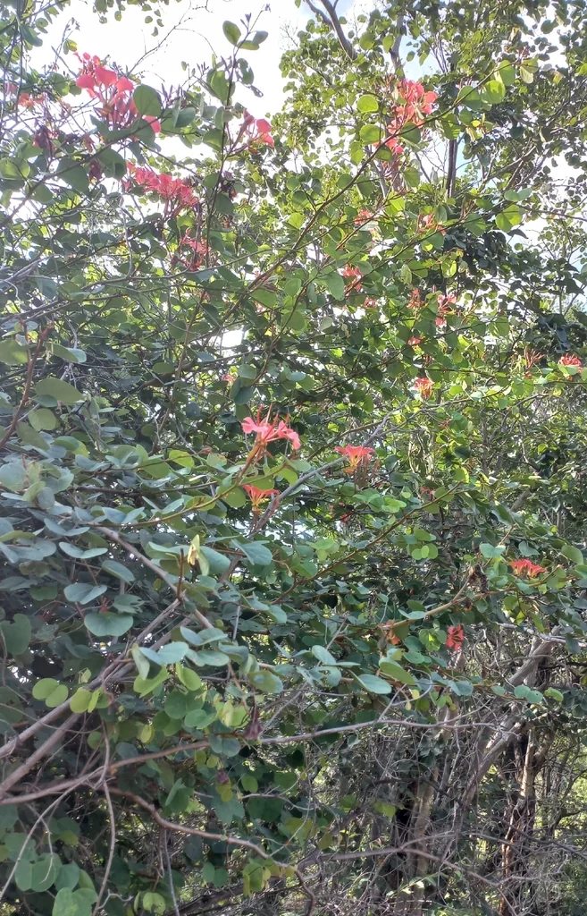 Bauhinia Galpinii