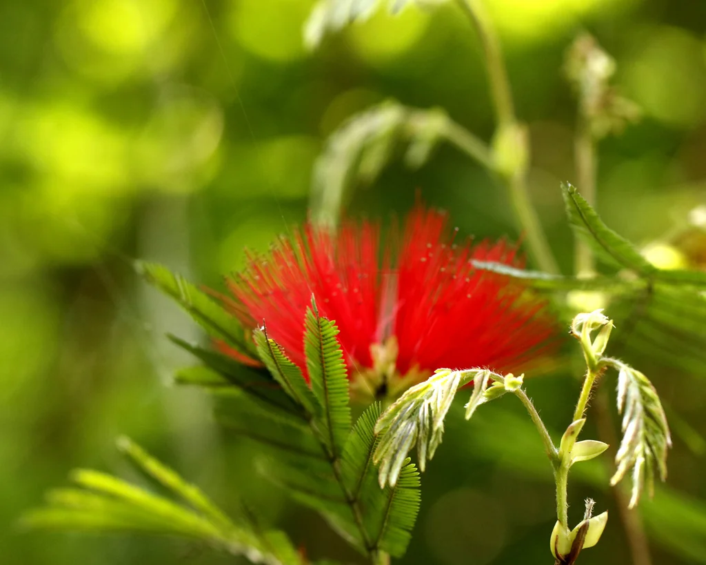 Calliandra Tweedii