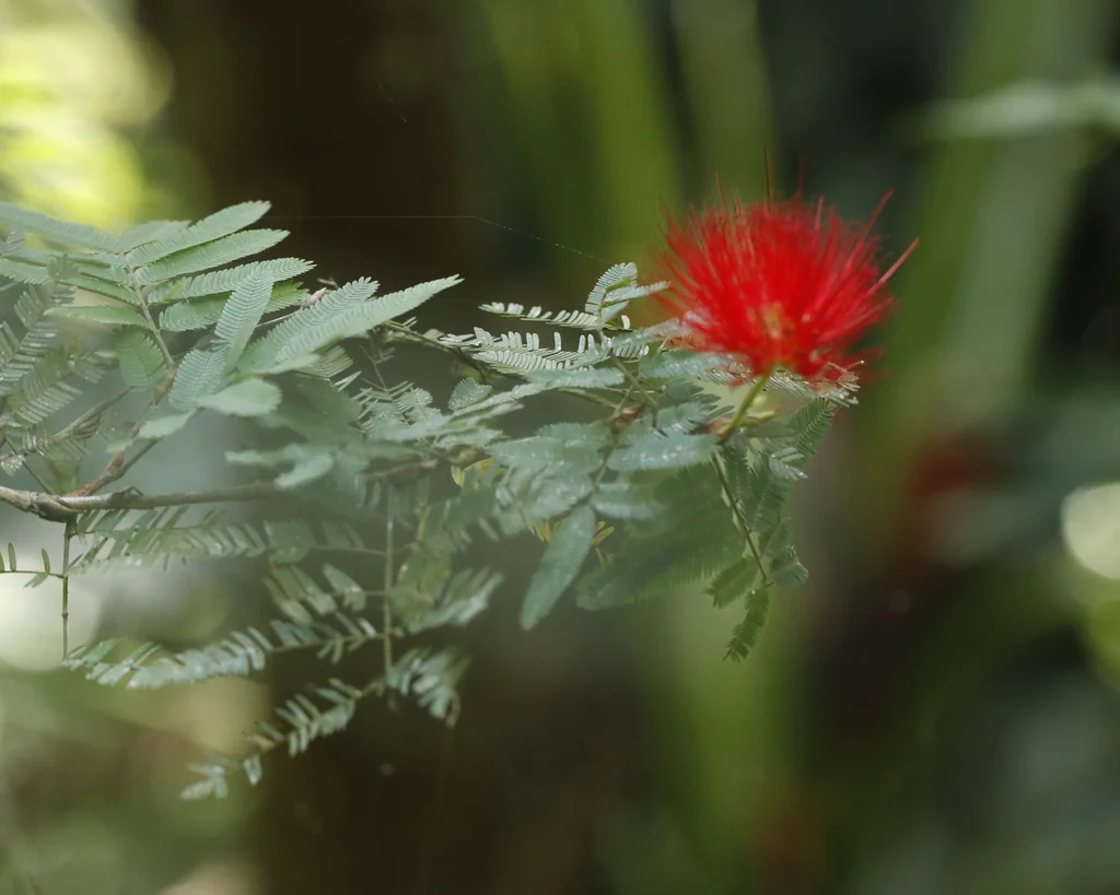 Calliandra Tweedii