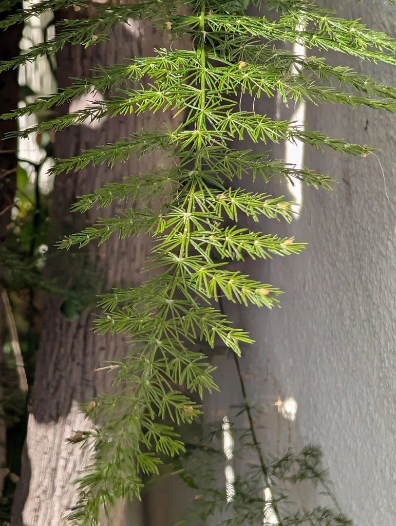 Asparagus Setaceus