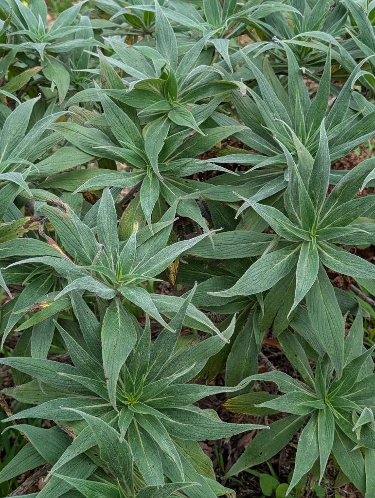 Echium Candicans