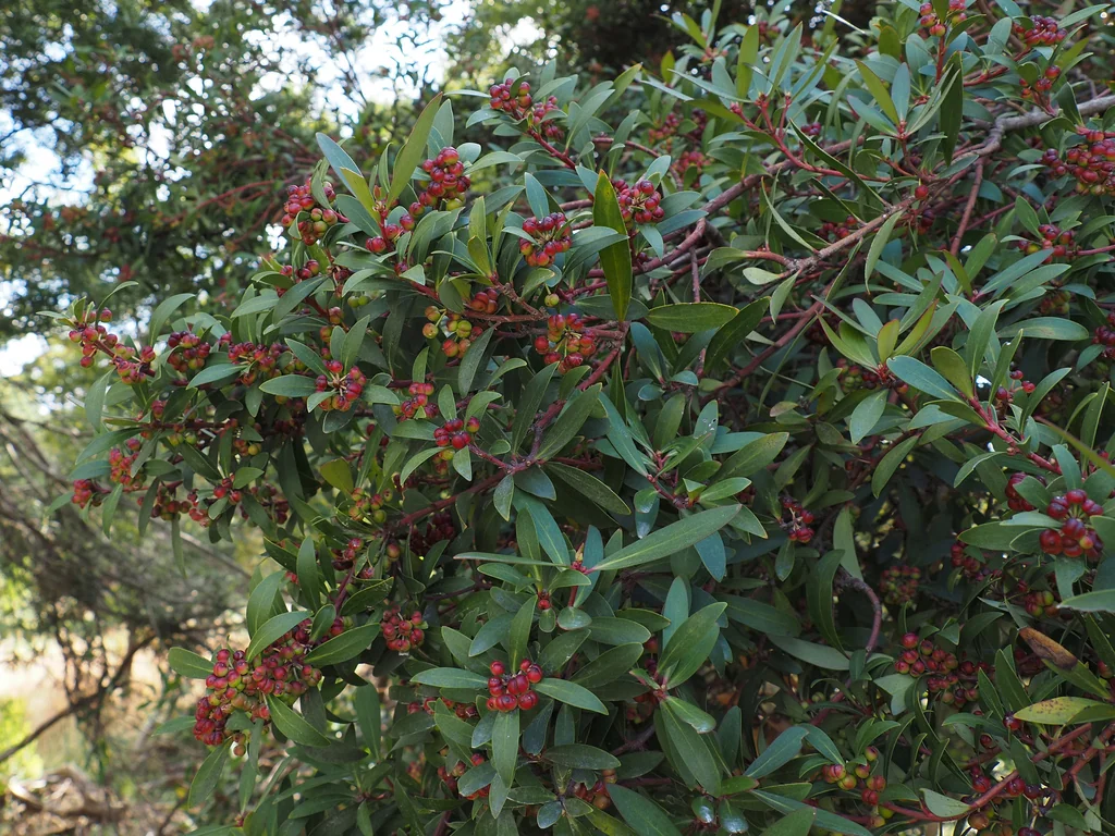 Drimys Lanceolata