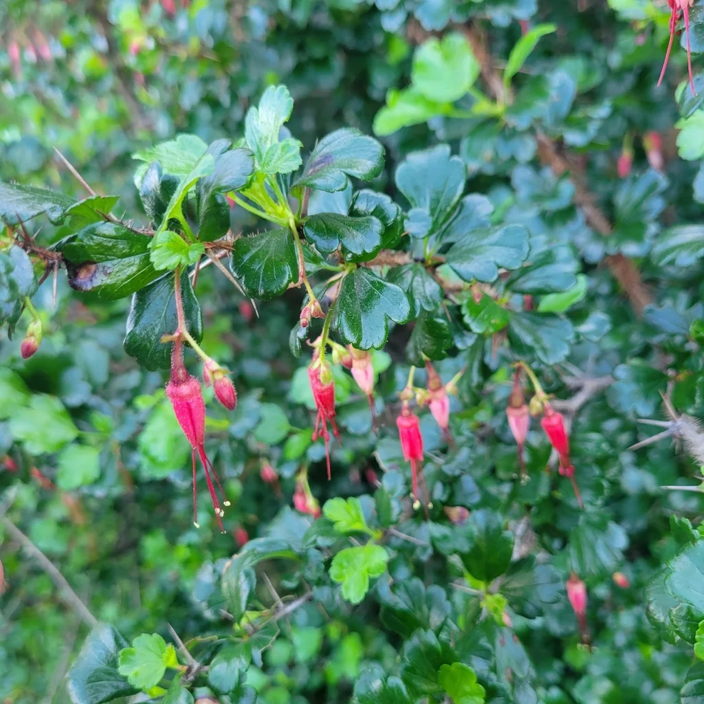 Ribes Speciosum