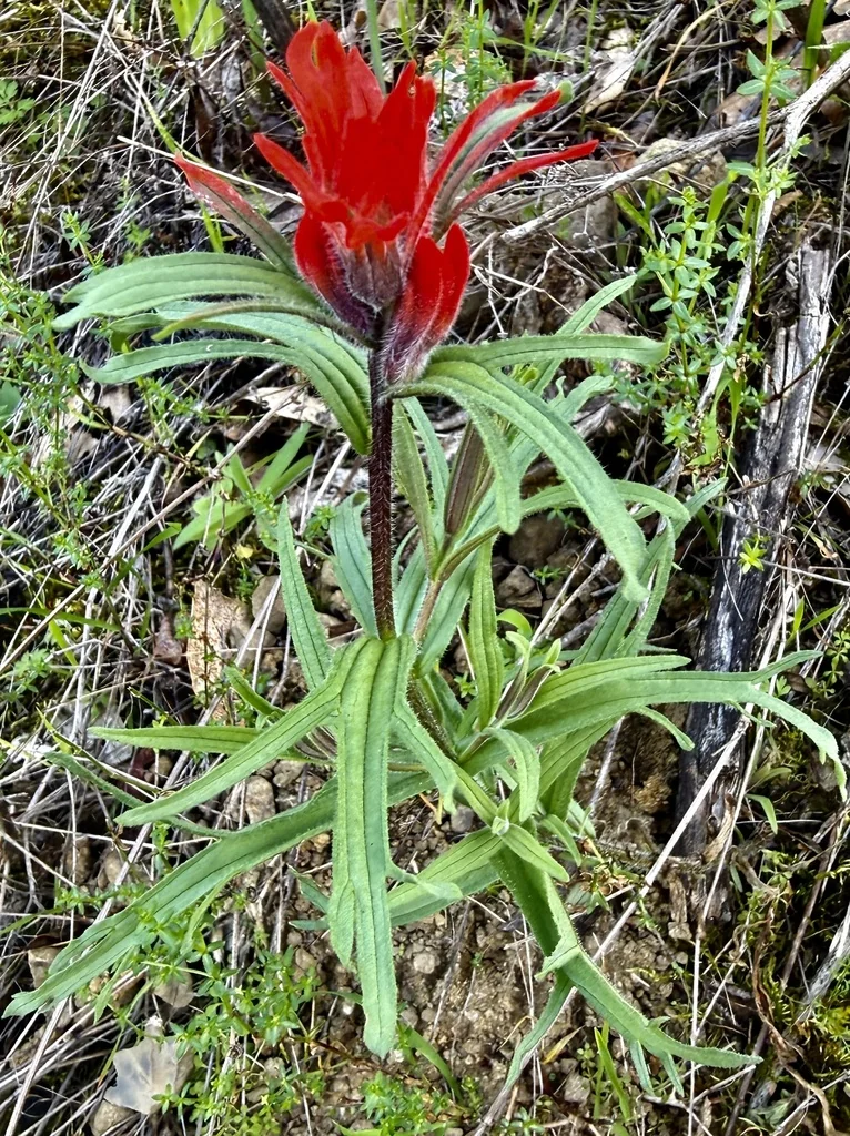Castilleja Affinis