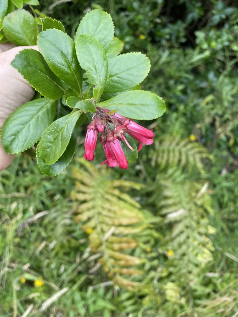 Escallonia Rubra