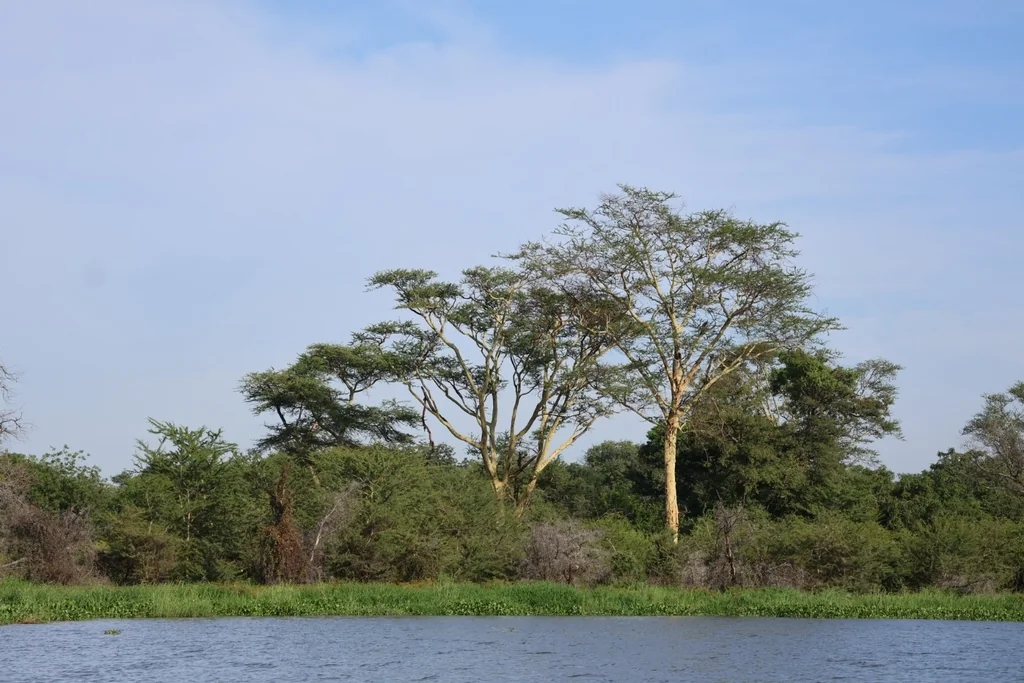 Acacia Xanthophloea