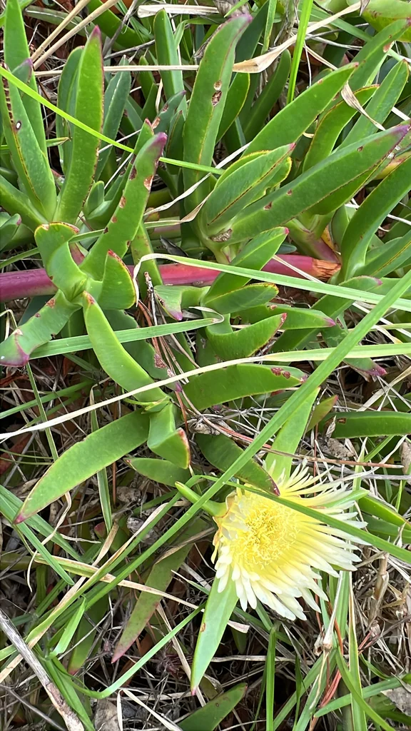 Carpobrotus Edulis