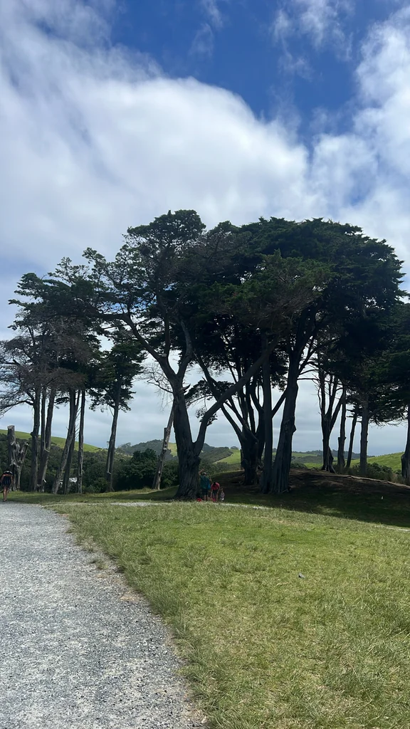 Cupressus Macrocarpa