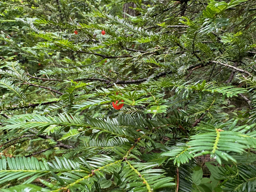 Taxus Brevifolia