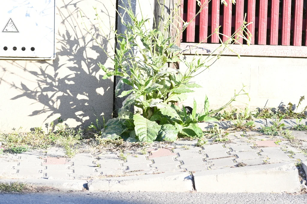Nicotiana Alata