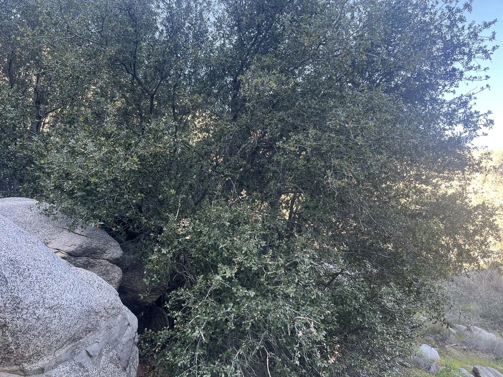 Quercus Wislizenii