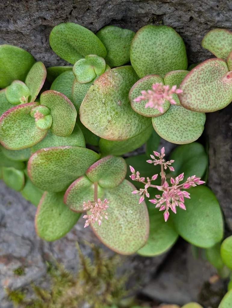 Crassula Multicava