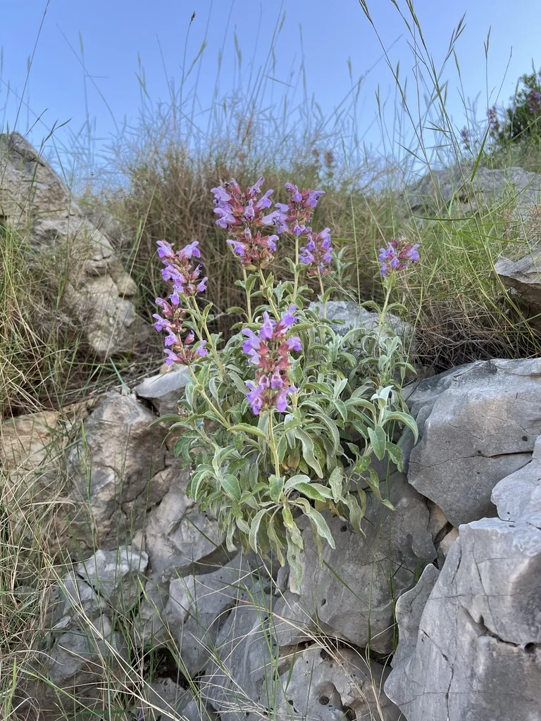 Salvia Officinalis