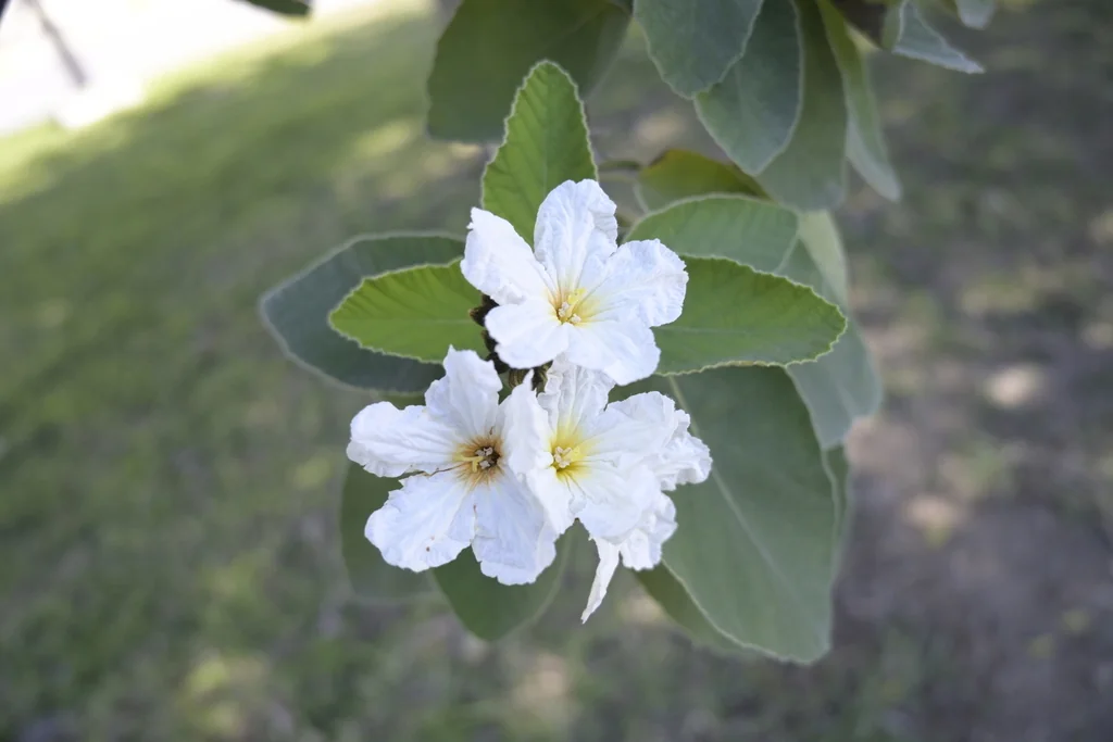 Cordia Boissieri