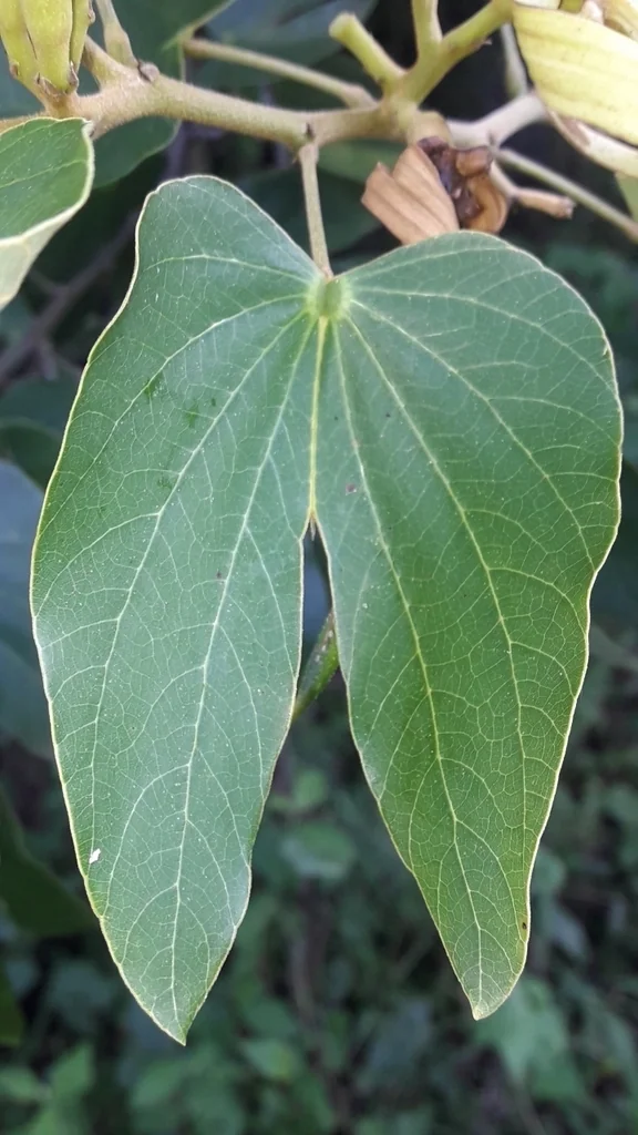Bauhinia forficata