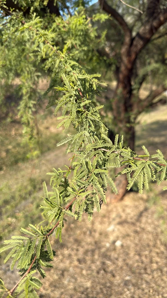 Acacia Farnesiana