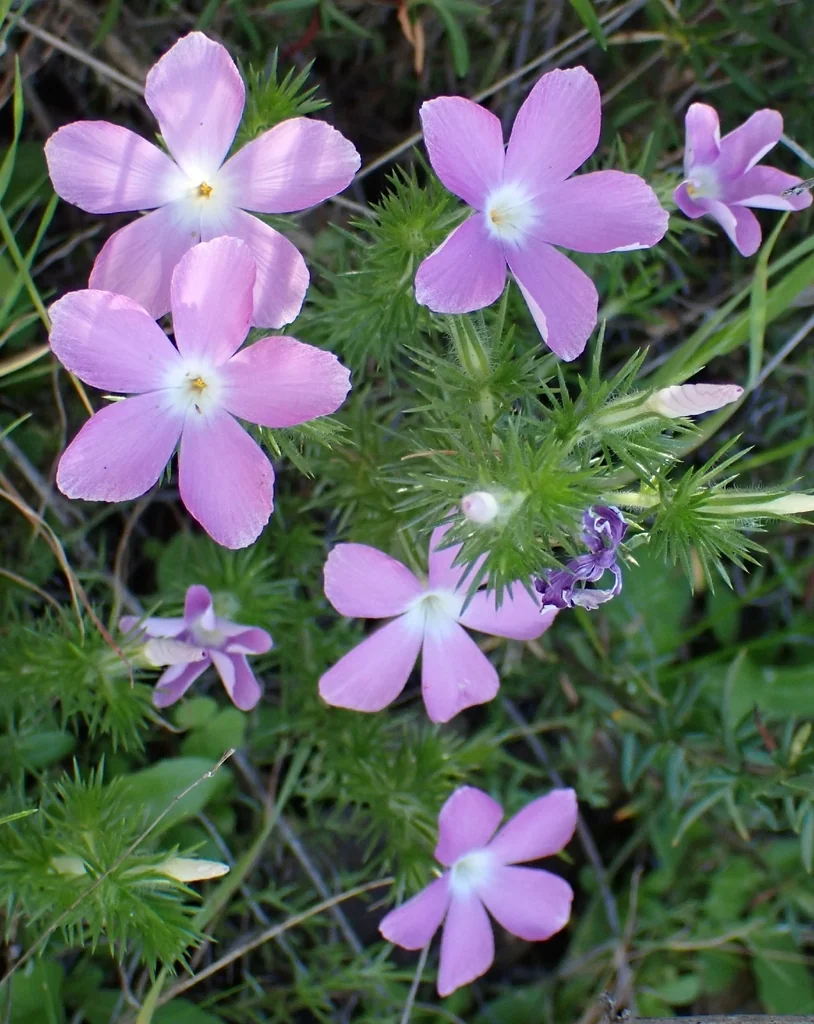 Linanthus Californicus