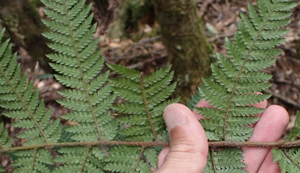 Dicksonia Antarctica