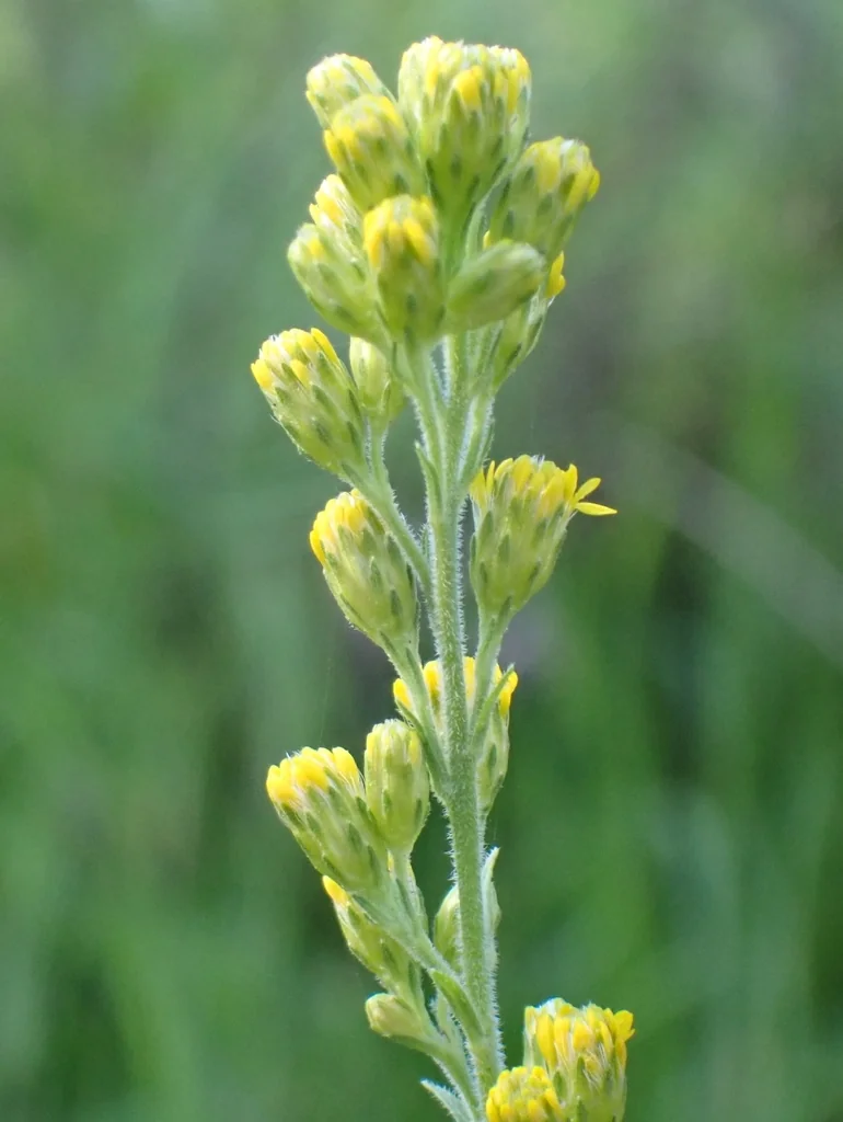 Solidago Californica